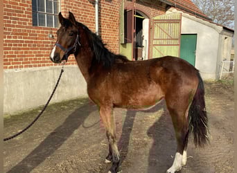 Niemiecki koń sportowy, Klacz, 2 lat, 165 cm, Gniada