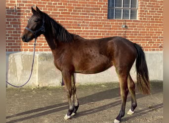 Niemiecki koń sportowy, Klacz, 2 lat, 165 cm, Gniada