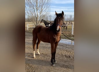 Niemiecki koń sportowy, Klacz, 2 lat, 165 cm, Gniada