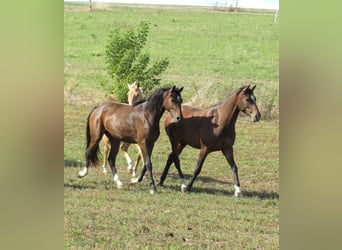 Niemiecki koń sportowy, Klacz, 2 lat, 168 cm, Gniada