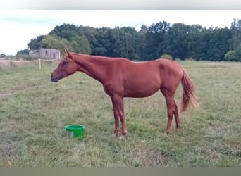 Niemiecki koń sportowy, Klacz, 2 lat, 168 cm, Kasztanowata