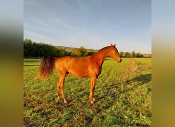 Niemiecki koń sportowy, Klacz, 2 lat, 168 cm, Kasztanowata