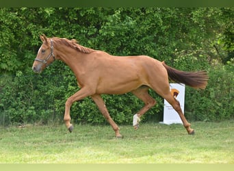 Niemiecki koń sportowy, Klacz, 2 lat, 168 cm, Kasztanowata