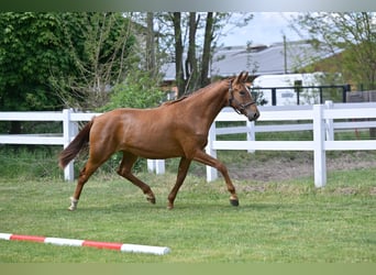 Niemiecki koń sportowy, Klacz, 2 lat, 168 cm, Kasztanowata