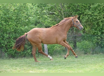 Niemiecki koń sportowy, Klacz, 2 lat, 168 cm, Kasztanowata