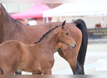 Niemiecki koń sportowy, Klacz, 2 lat, 169 cm, Gniada