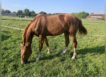 Niemiecki koń sportowy, Klacz, 2 lat, 170 cm, Kasztanowata