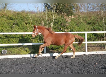 Niemiecki koń sportowy, Klacz, 2 lat, 172 cm, Ciemnokasztanowata