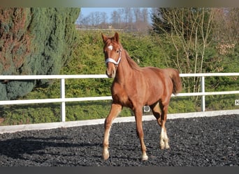 Niemiecki koń sportowy, Klacz, 2 lat, 172 cm, Ciemnokasztanowata