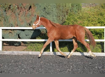 Niemiecki koń sportowy, Klacz, 2 lat, 172 cm, Ciemnokasztanowata