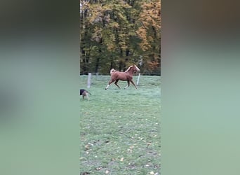 Niemiecki koń sportowy, Klacz, 2 lat, 172 cm