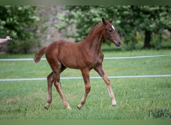 Niemiecki koń sportowy, Klacz, 2 lat, 175 cm, Kasztanowata