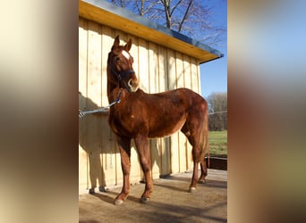 Niemiecki koń sportowy, Klacz, 2 lat, 175 cm, Kasztanowata