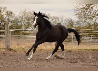 Niemiecki koń sportowy, Klacz, 2 lat, 178 cm, Skarogniada