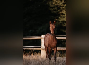 Niemiecki koń sportowy, Klacz, 2 lat, Ciemnogniada