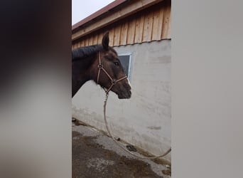 Niemiecki koń sportowy, Klacz, 2 lat, Ciemnokasztanowata