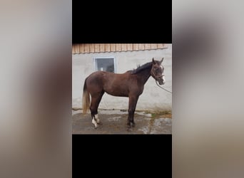 Niemiecki koń sportowy, Klacz, 2 lat, Ciemnokasztanowata