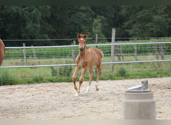 Niemiecki koń sportowy, Klacz, 2 lat, Kasztanowata