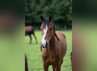 Niemiecki koń sportowy, Klacz, 3 lat, 152 cm, Gniada