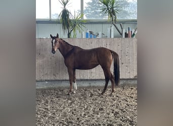 Niemiecki koń sportowy, Klacz, 3 lat, 153 cm, Kasztanowata