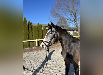 Niemiecki koń sportowy, Klacz, 3 lat, 156 cm, Siwa jabłkowita