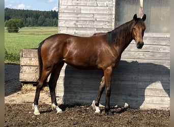Niemiecki koń sportowy, Klacz, 3 lat, 159 cm, Gniada