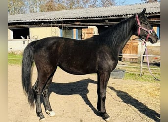 Niemiecki koń sportowy, Klacz, 3 lat, 160 cm, Kara