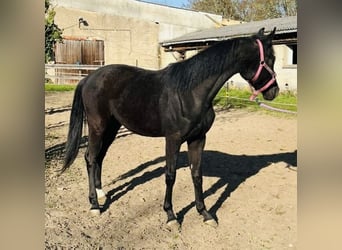 Niemiecki koń sportowy, Klacz, 3 lat, 160 cm, Kara
