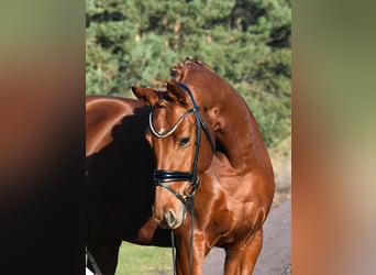 Niemiecki koń sportowy, Klacz, 3 lat, 160 cm, Kasztanowata