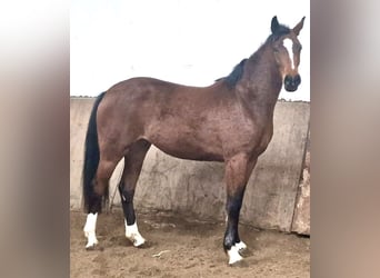Niemiecki koń sportowy, Klacz, 3 lat, 160 cm, Może być siwy