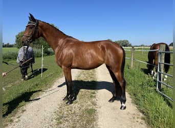 Niemiecki koń sportowy, Klacz, 3 lat, 161 cm, Gniada