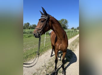Niemiecki koń sportowy, Klacz, 3 lat, 161 cm, Gniada