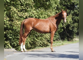 Niemiecki koń sportowy, Klacz, 3 lat, 161 cm, Kasztanowata
