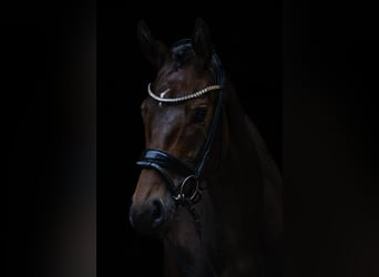Niemiecki koń sportowy, Klacz, 3 lat, 162 cm, Ciemnogniada