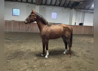 Niemiecki koń sportowy, Klacz, 3 lat, 162 cm, Ciemnokasztanowata