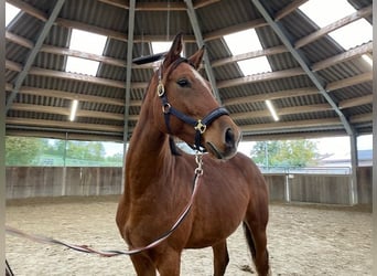 Niemiecki koń sportowy, Klacz, 3 lat, 162 cm, Gniada