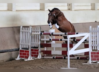 Niemiecki koń sportowy, Klacz, 3 lat, 162 cm, Gniada