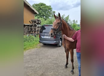 Niemiecki koń sportowy, Klacz, 3 lat, 162 cm, Gniada
