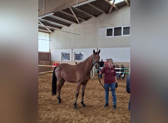 Niemiecki koń sportowy, Klacz, 3 lat, 162 cm, Gniada