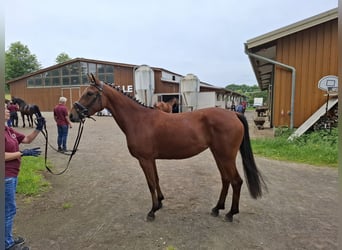 Niemiecki koń sportowy, Klacz, 3 lat, 162 cm, Gniada