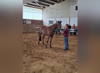 Niemiecki koń sportowy, Klacz, 3 lat, 162 cm, Gniada