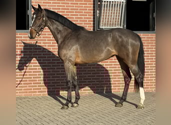 Niemiecki koń sportowy, Klacz, 3 lat, 162 cm, Gniada