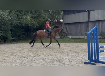 Niemiecki koń sportowy, Klacz, 3 lat, 162 cm, Gniada