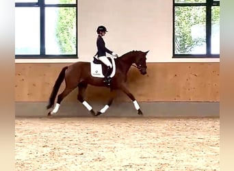 Niemiecki koń sportowy, Klacz, 3 lat, 162 cm, Gniada