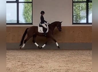 Niemiecki koń sportowy, Klacz, 3 lat, 162 cm, Gniada