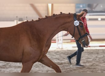 Niemiecki koń sportowy, Klacz, 3 lat, 162 cm, Kasztanowata