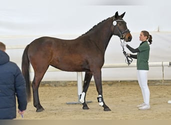 Niemiecki koń sportowy, Klacz, 3 lat, 163 cm, Ciemnogniada