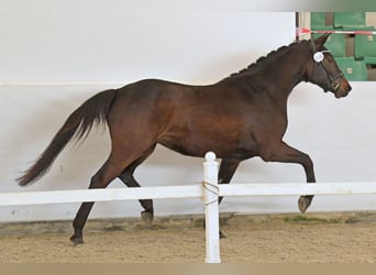 Niemiecki koń sportowy, Klacz, 3 lat, 163 cm, Ciemnogniada
