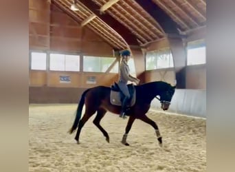 Niemiecki koń sportowy, Klacz, 3 lat, 163 cm, Gniada