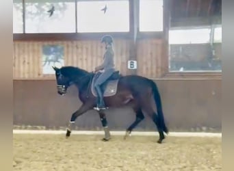 Niemiecki koń sportowy, Klacz, 3 lat, 163 cm, Gniada